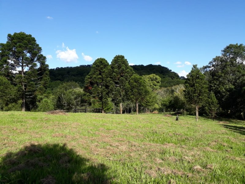 Chcara - Venda - rea Rural de Cascavel - Cascavel - PR